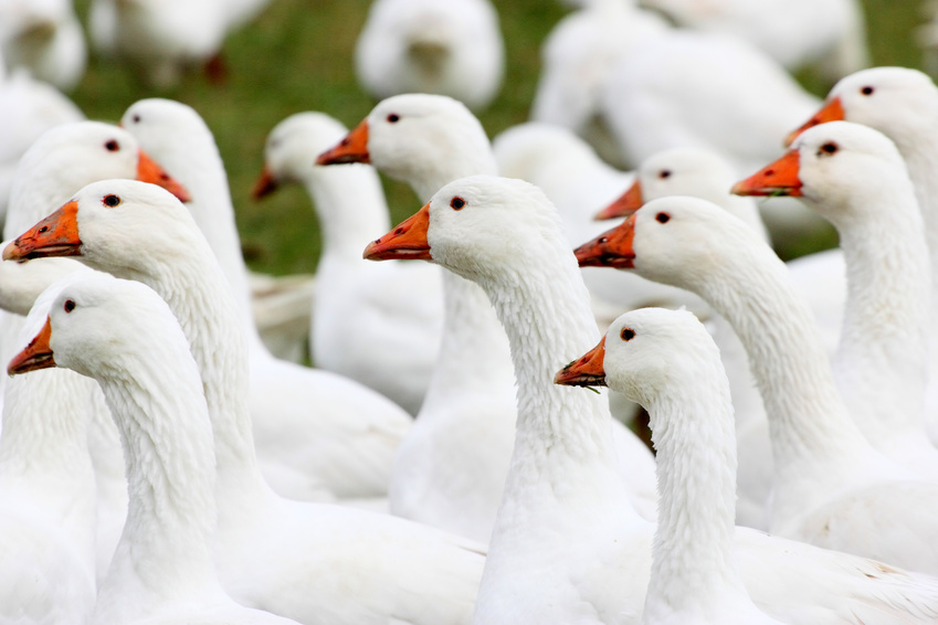 St. Martinsgans und Weihnachtsgans, einfach lecker